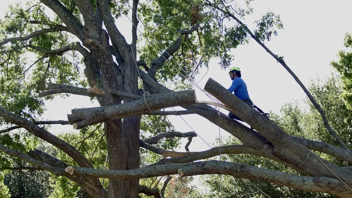 Professional Crown Thinning performed by certified arborists in Goodrich