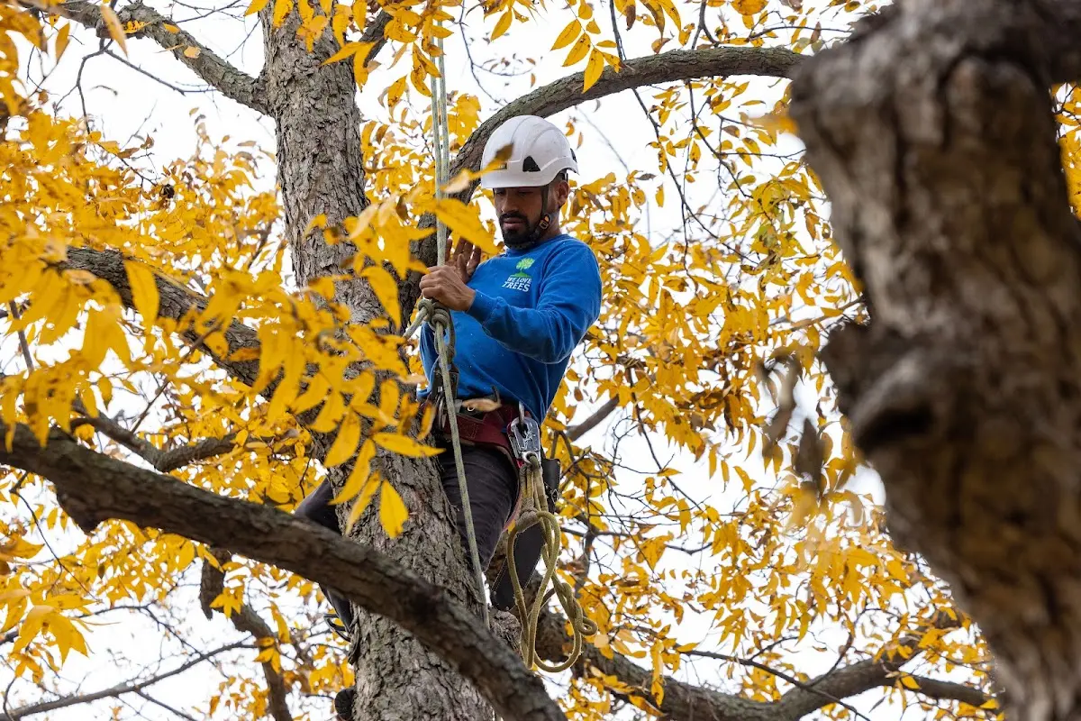 Skilled Tree Pruning crew working in Goodrich